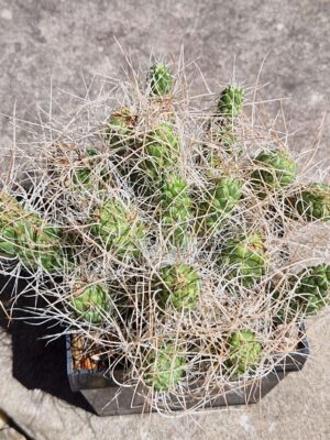 20260703_141112 Tephrocactus sp