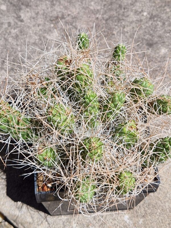 Tephrocactus sp