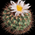 249a592e-679b-4182-b614-3e77600fcad6 (1) semena Thelocactus hexaedrophorus v fossulatus