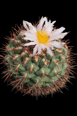 semena Thelocactus hexaedrophorus v fossulatus