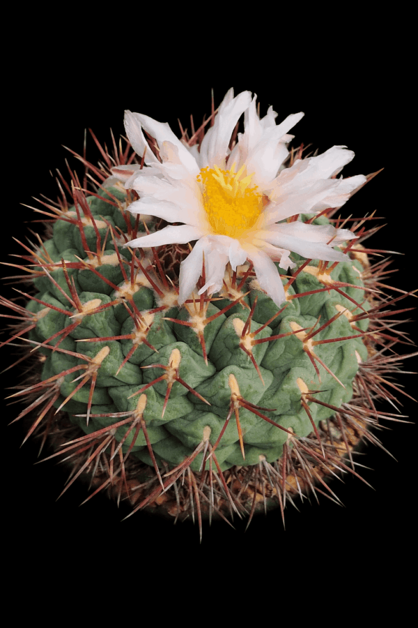semena Thelocactus hexaedrophorus v fossulatus