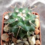 Mammillaria sp San Judro