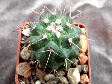 Mammillaria sp San Judro