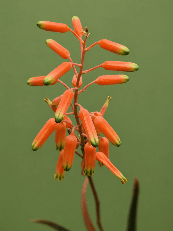 Aloe forbesii