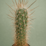 Echinocereus sp