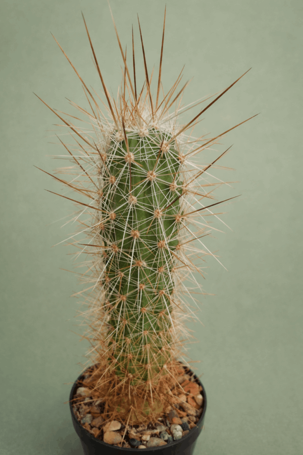 Echinocereus sp