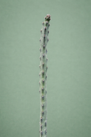 Monvillea spegazzinii