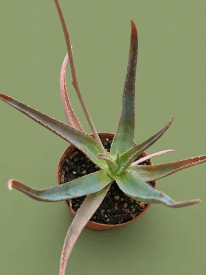Aloe forbesii