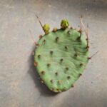 20250509_143839_8287 Opuntia humifusa