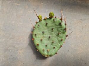 20250509_143839_8287 Opuntia humifusa