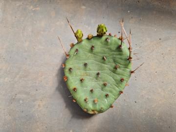 Opuntia humifusa
