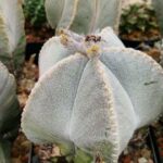 Astrophytum myriostigma