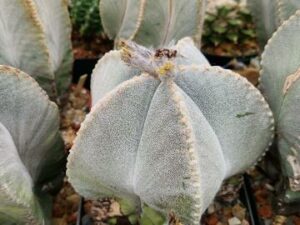 Astrophytum myriostigma