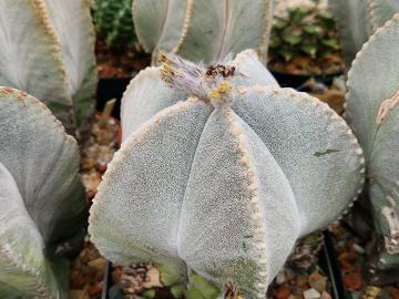 Astrophytum myriostigma