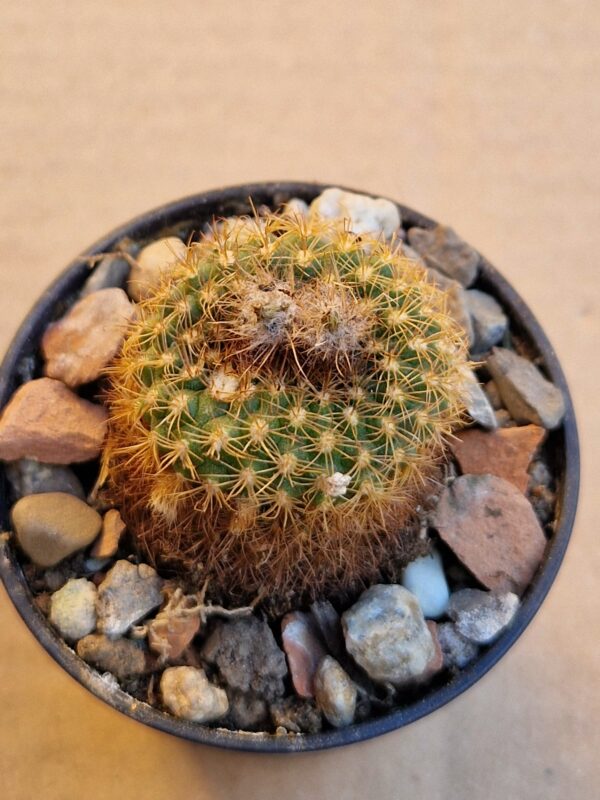 Frailea pumila v rubrispina