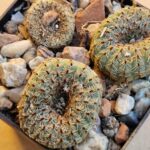Frailea pygmaea v glaucescens