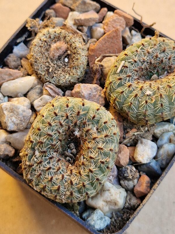 Frailea pygmaea v glaucescens
