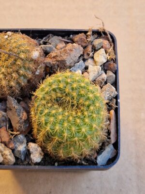 Frailea sp