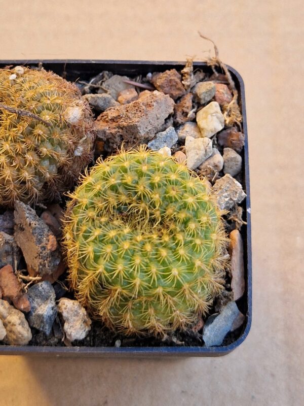 Frailea sp