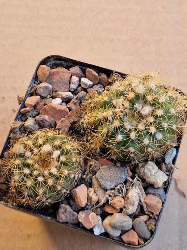 Frailea carminifilamentosa
