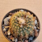 Frailea aureispina v magnifica