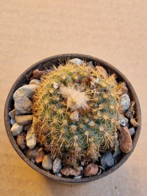 Frailea aureispina v magnifica
