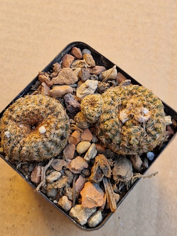 Frailea pygmaea v salusiana