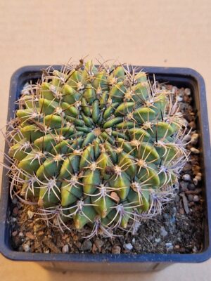 Lobivia cinnabarina v walterspielii