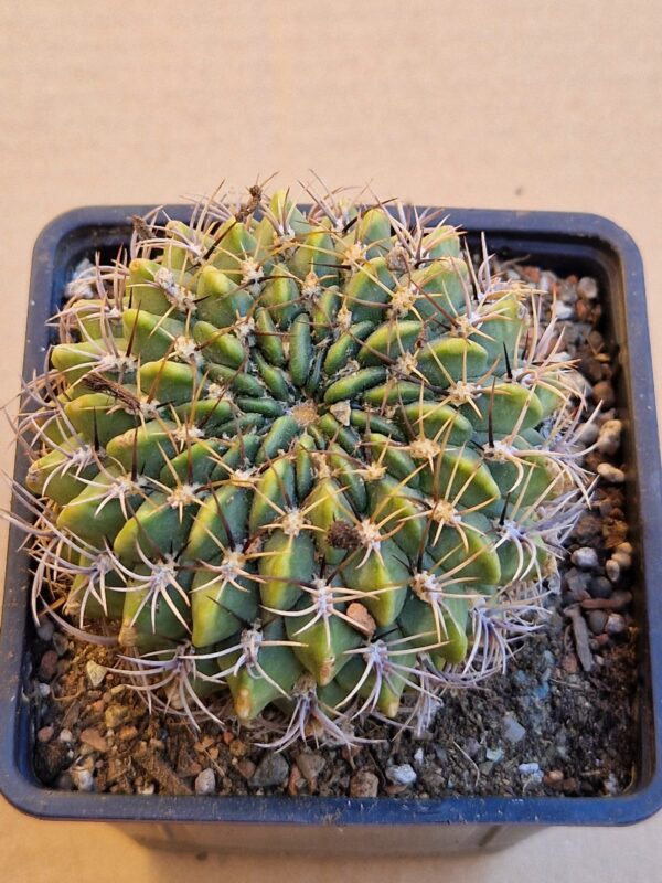 Lobivia cinnabarina v walterspielii
