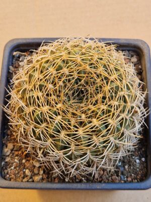 Lobivia cinnabarina v leucosyphos