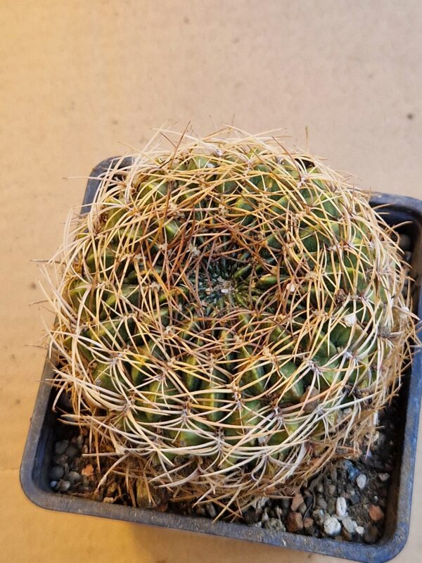 Lobivia cinnabarina v leucosyphos