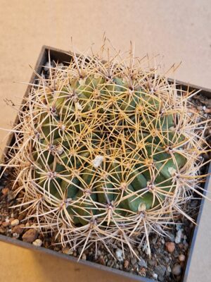 Lobivia cinnabarina v prestoana