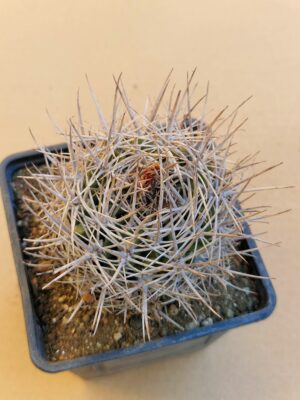 Lobivia marsonerii v rubescens