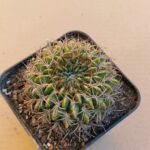 Lobivia cinnabarina v walterspiellii