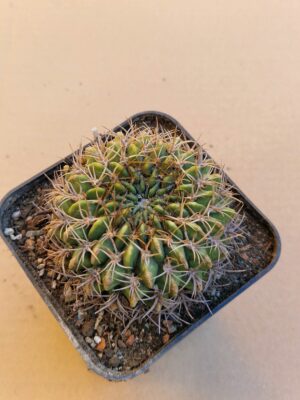 Lobivia cinnabarina v walterspiellii