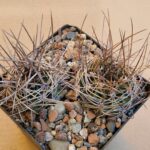 Lobivia pugionacantha