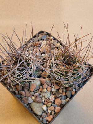Lobivia pugionacantha