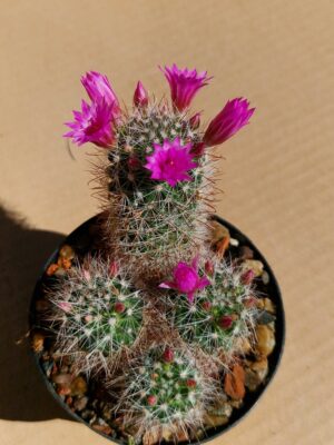 Mammillaria sp