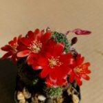 Aylostera sp