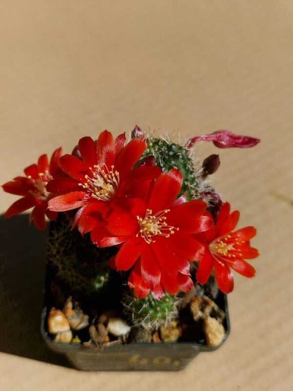 Aylostera sp