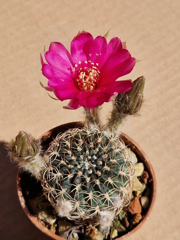 Lobivia sp