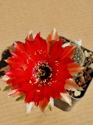 Lobivia sp