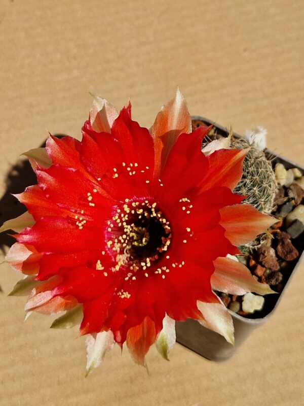 Lobivia sp