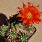 Lobivia sp