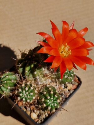 Lobivia sp