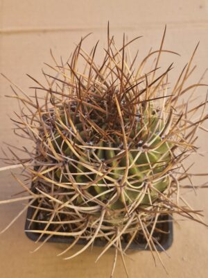 Lobivia ferox f hastifera