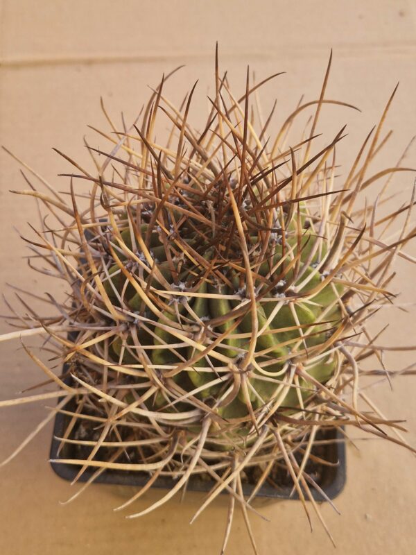 Lobivia ferox f hastifera