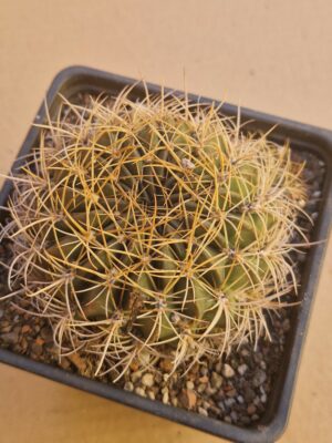 Lobivia cinnabarina  v prestoana