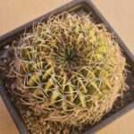 Lobivia cinnabarina v zudanensis