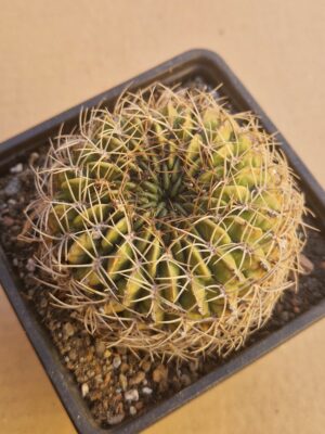 Lobivia cinnabarina v zudanensis